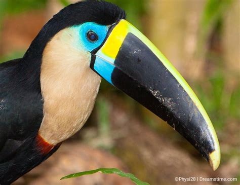 Birds Of The Peruvian Amazon Rainforest - Stock Photography Blog