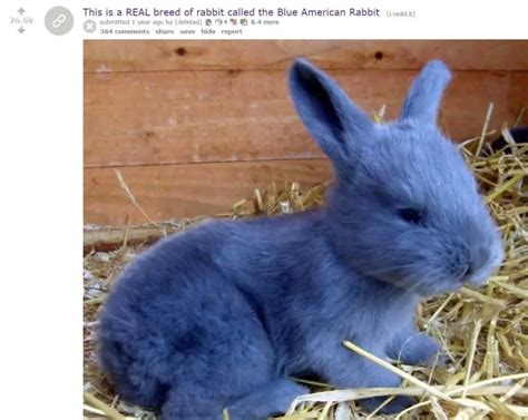 American Blue Rabbit Breed Profile [With Pictures!] | ThePetFAQ