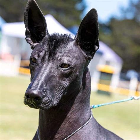 Xoloitzcuintle – Petlike.cz