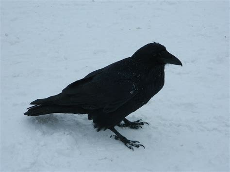 A Raven on the Snow (February 2014) by VoyagerHawk87 on DeviantArt