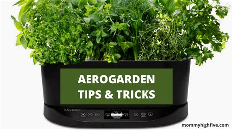 15 Helpful AeroGarden Tips And Tricks - Mommy High Five