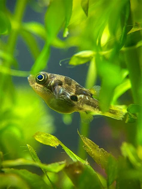 Indian Dwarf Pea Puffer For Sale | Splashy Fish