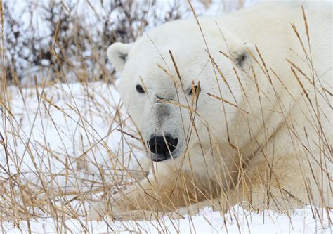 Canada Wildlife – Ramdas Iyer Photography