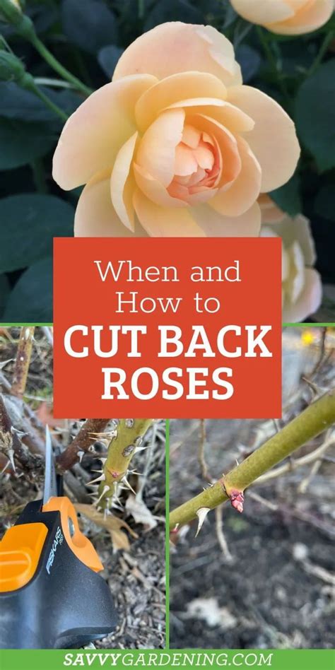 Transplanting Roses, Pruning Roses, Pruning Plants, Rose Bush Care, Rose Care, Trim Rose Bushes ...