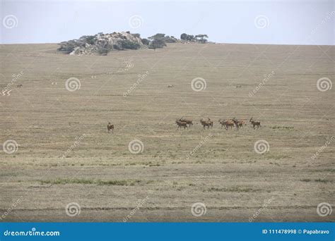 African Landscape while in Safari Stock Photo - Image of beautiful, animal: 111478998