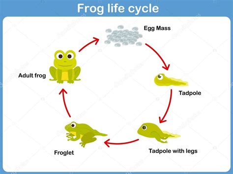 Vector Life cycle of a frog for kids Stock Vector Image by ©aekikuis #58807525