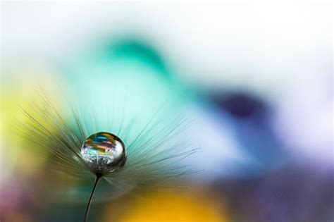 water, Drop, Macro, Nature, Macro, Zoom, Flowers, Gouttes, Pluie, Toile ...