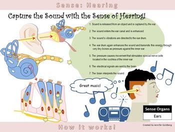 POSTER: Sense of Hearing: Simple Version (Sense Organs - Ears) | TPT