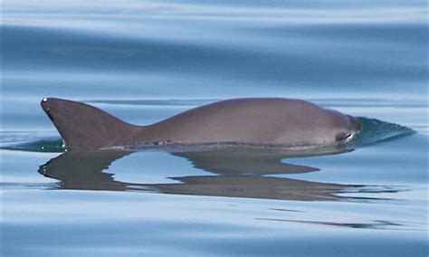 Mexico commits to critical measures to save the vaquita | Stories | WWF