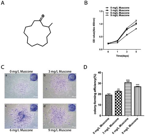 Effect of muscone on proliferation. (A) The chemical structure of... | Download Scientific Diagram