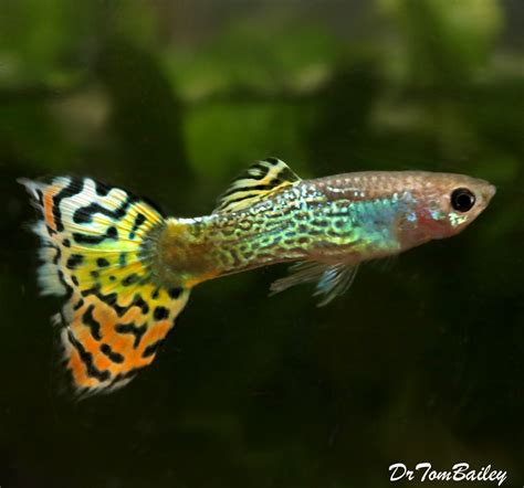 Premium MALE Green Variegated Fancy Guppy, on Sale