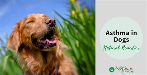 Natural Dog Asthma Remedies To Help A Dog Breathe Better