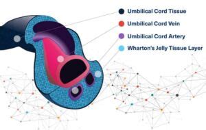 Whartons Jelly Therapy - Net Patient Foundation