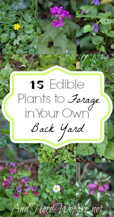 15 Edible Plants to Forage in Your Own Back Yard - And Here We Are ...