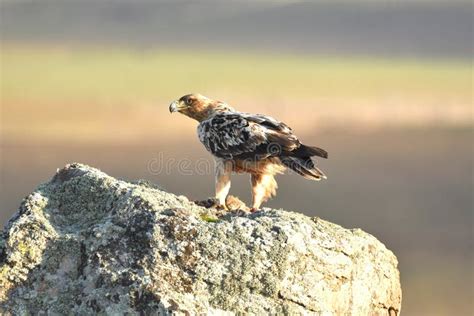 Imperial eagle stock image. Image of beach, eagle, gardener - 176350669