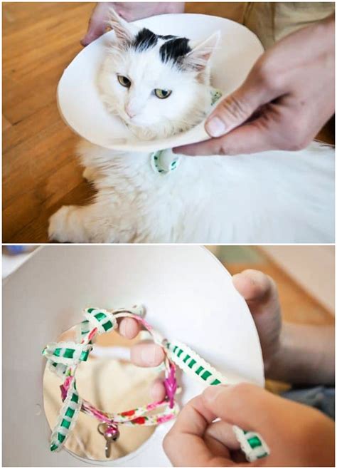 How to Make a DIY Dog Cone (7 Homemade Dog Cone Ideas)