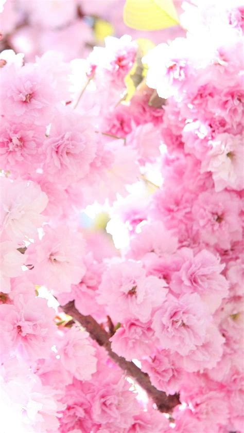 Sakura Phone . Sakura, Blossom HD phone wallpaper | Pxfuel