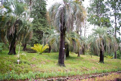 Botanical Garden of Batumi