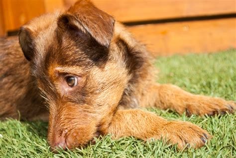 Here's Why Artificial Grass Is Beneficial for Dogs