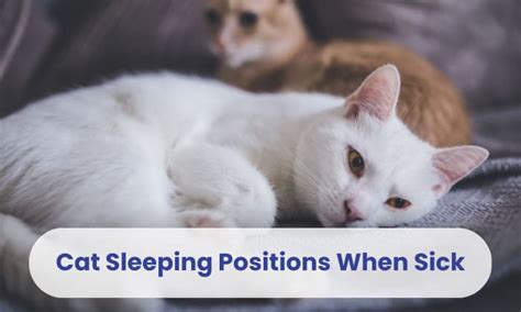 Cat Sleeping Positions When Sick & Other Signs to Observe