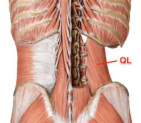 Quadratus Lumborum (QL) A Real Pain in the Back!