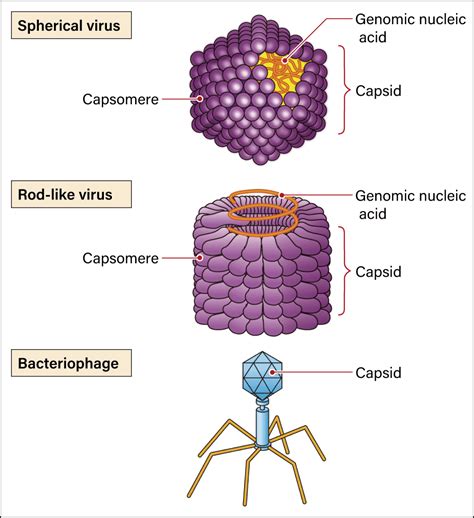 Shedding light on the role of viruses in biological evolution