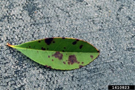 Entomosporium fungus (Genus Entomosporium)