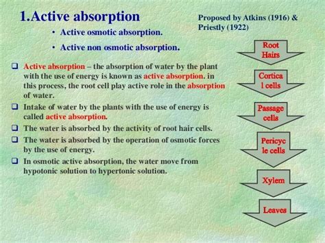 Absorption of water ppt