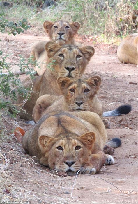 Mother lion and her cubs pose for a family portrait in India | Daily ...