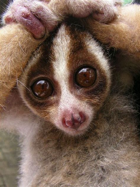 Venomous Knowledge: Slow Loris Venom