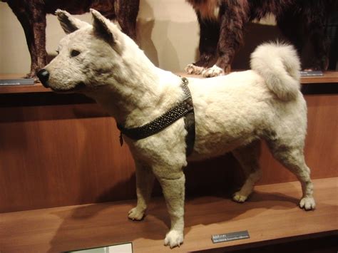 File:Hachiko in National Museum of Nature and Science.jpg - Wikimedia Commons