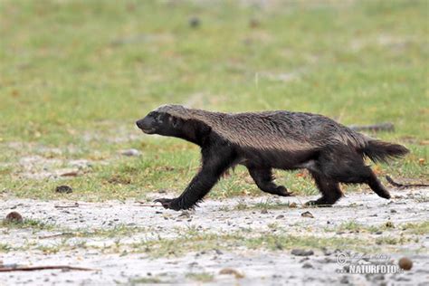 Mellivora capensis Pictures, Honey badger Images, Nature Wildlife ...