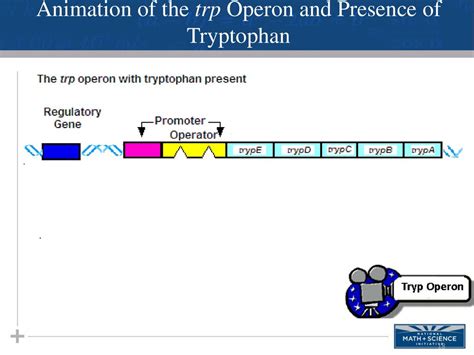 Tryptophan Operon Animation