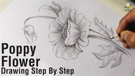 Line Drawing Poppy Flower | Best Flower Site