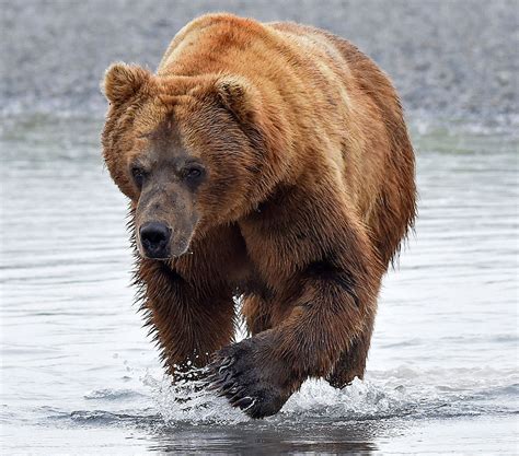 Brown Bears in Katmai, Alaska - up CLOSE and on FOOT!