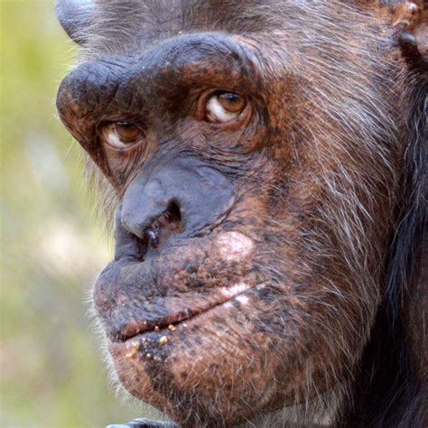 Chimpanzee