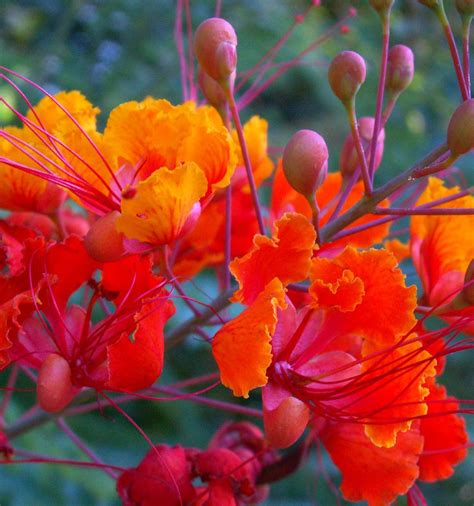 Red Bird of Paradise, Macro | From my landlady's garden, cen… | Flickr