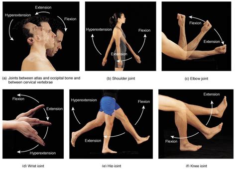 planes of movement | Cuerpo humano anatomia, Anatomia y fisiologia ...