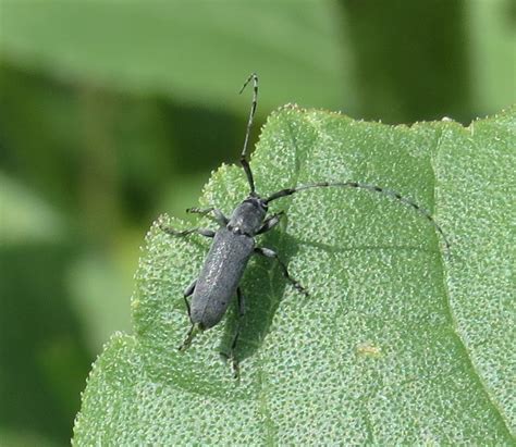 Bug Eric: More Insects From Sunflowers