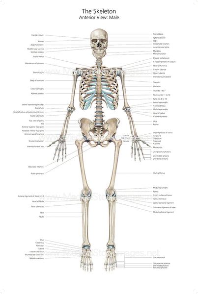 Full Size Skeleton Anterior View with Labelling – Medical Stock Images ...