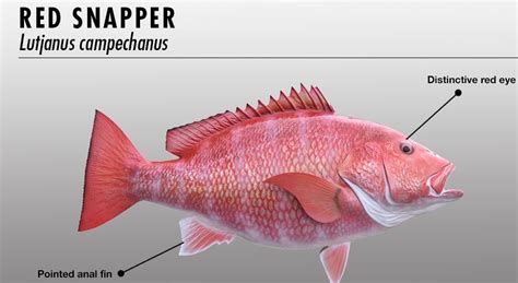 Northern Red Snapper: Characteristics, habitat, benefits and more...