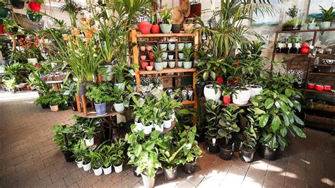 The best nurseries to buy plants in Melbourne