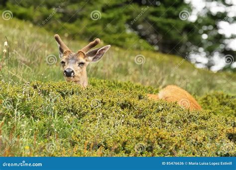 Deer in Olympic National Park, WA, USA Stock Photo - Image of horns, pacific: 85476636