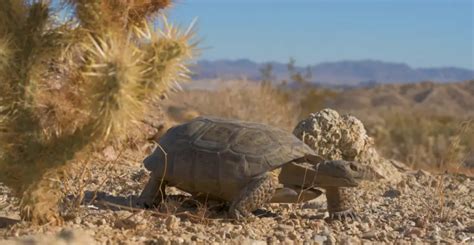 What Wildlife is in Zion National Park? 10 Coolest Animals