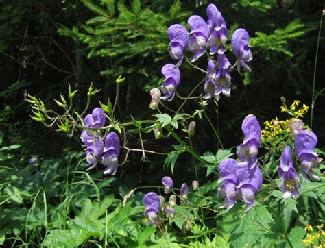 500 Aconitum Heterophyllum Seeds Indian Atees Seedsativisha | Etsy