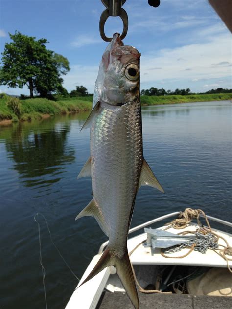 Fish Species Of North Queensland - Tarpon