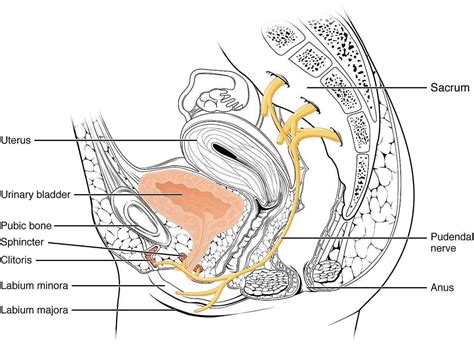 Pelvic Floor Nerve Pain | Viewfloor.co