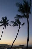 Free Stock photo of sunny palms | Photoeverywhere