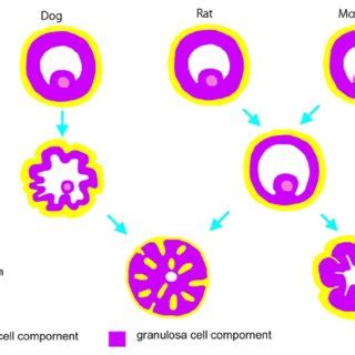 Schematic description of variations in luteinization between rats,... | Download Scientific Diagram