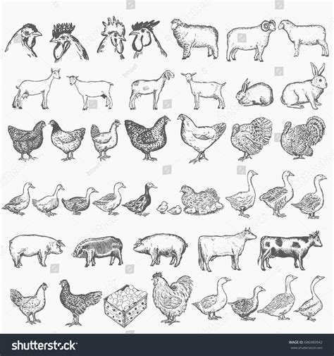 Farm Animals Collection Vector Hand Drawn Stock Vector (Royalty Free) 686989942 | Shutterstock